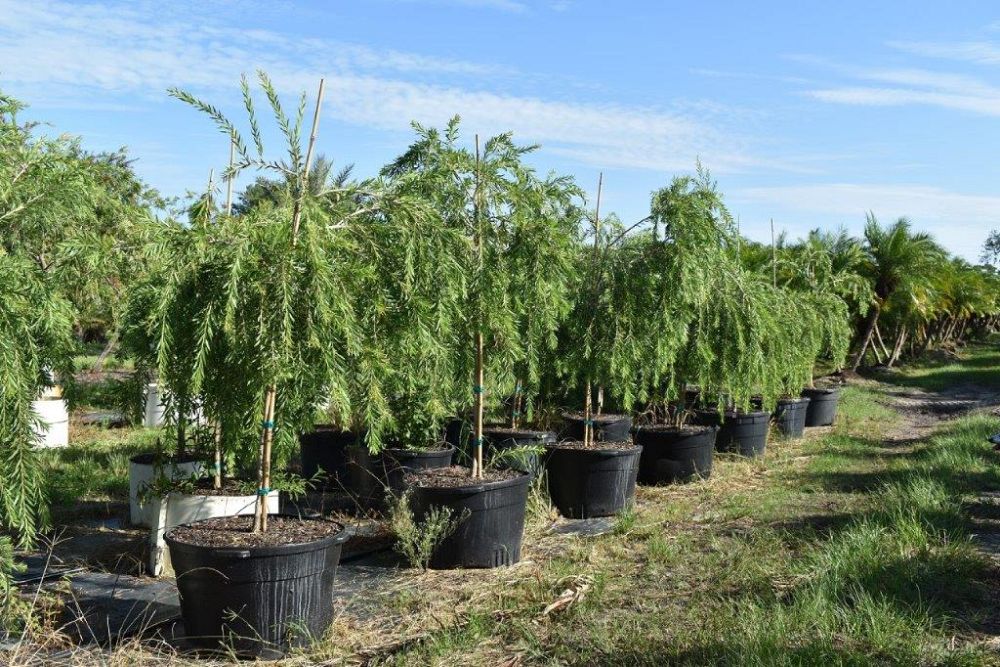 callistemon-viminalis-weeping-bottlebrush