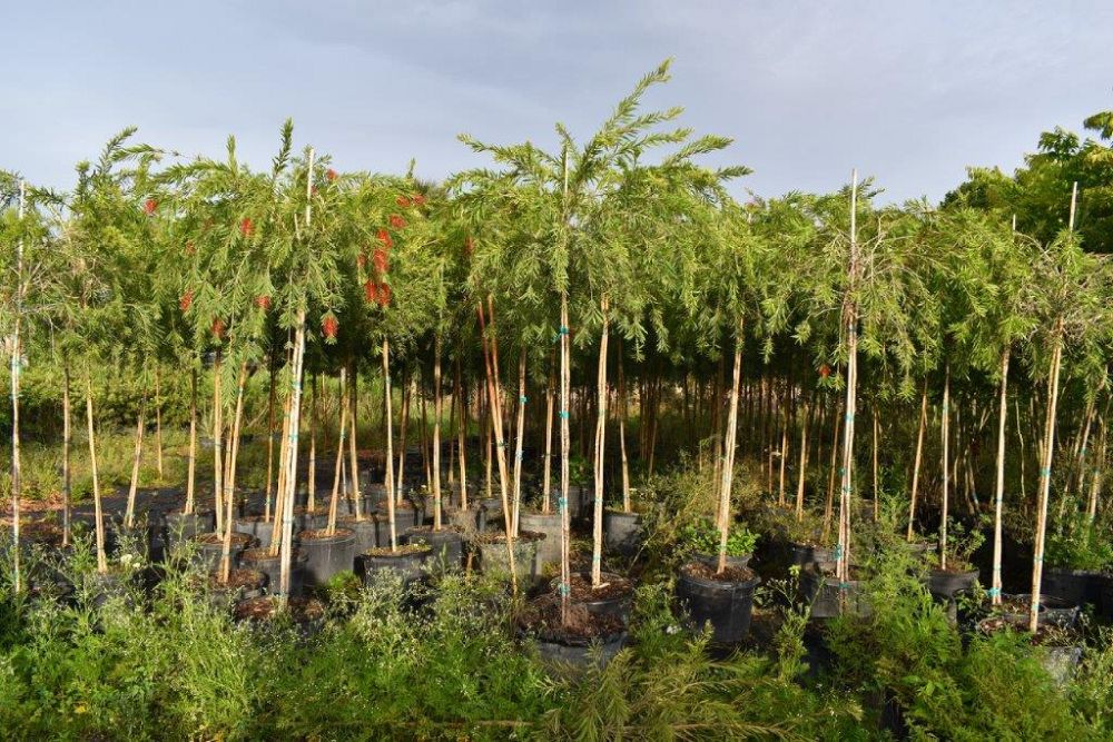 callistemon-viminalis-weeping-bottlebrush