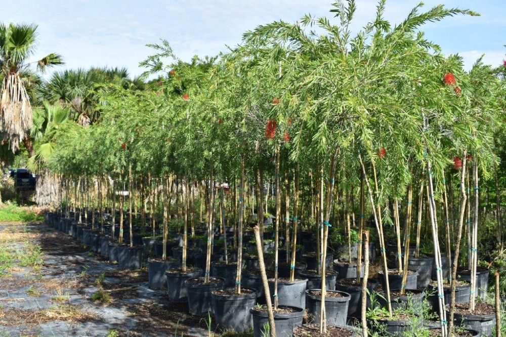 callistemon-viminalis-weeping-bottlebrush
