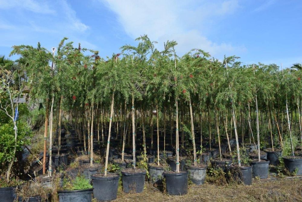 callistemon-viminalis-weeping-bottlebrush