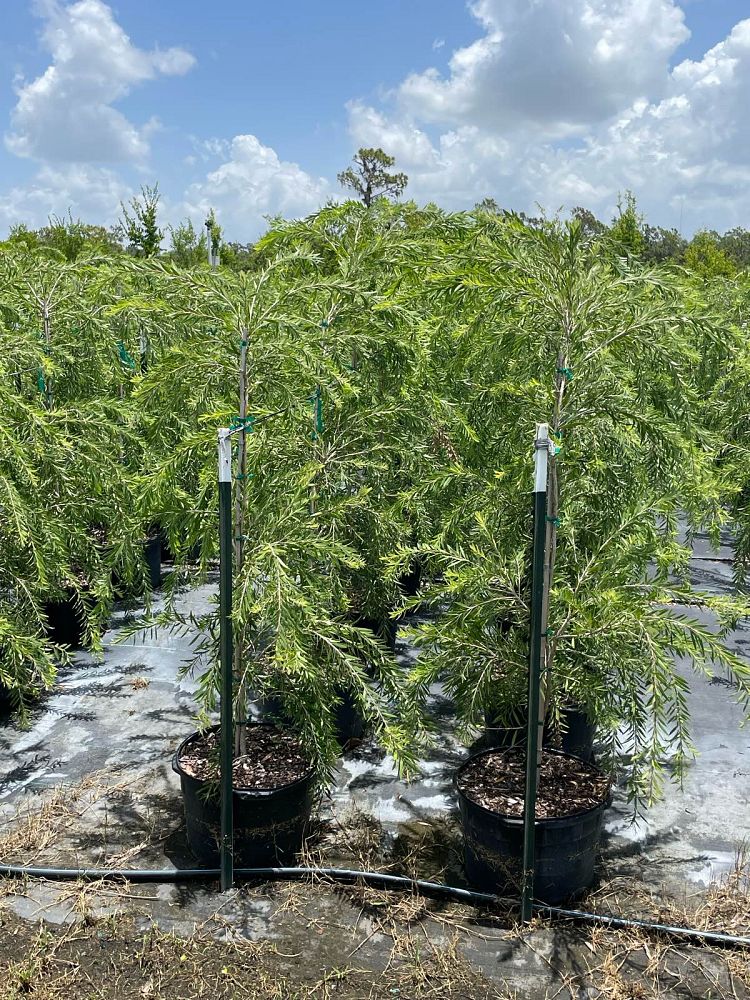 callistemon-viminalis-weeping-bottlebrush