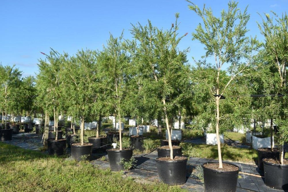 callistemon-viminalis-weeping-bottlebrush
