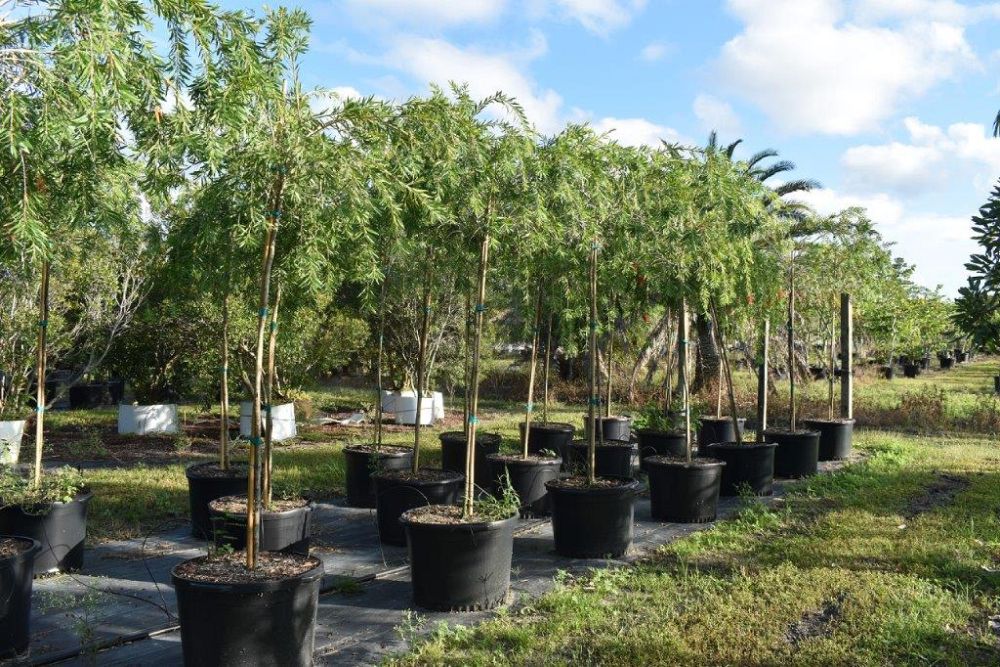 callistemon-viminalis-weeping-bottlebrush