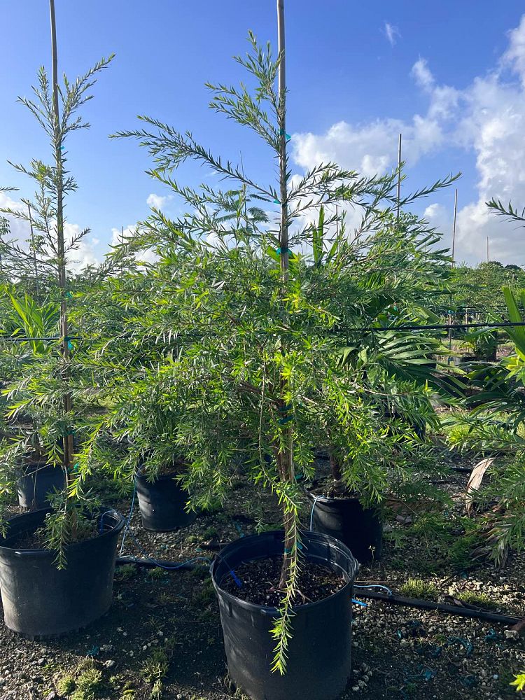 callistemon-viminalis-weeping-bottlebrush