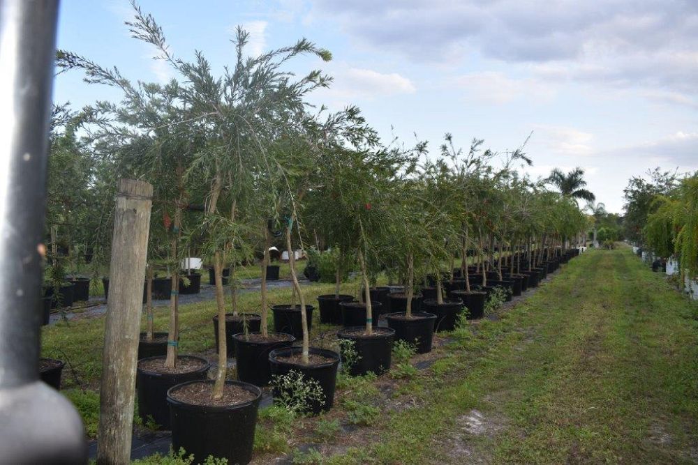 callistemon-viminalis-weeping-bottlebrush