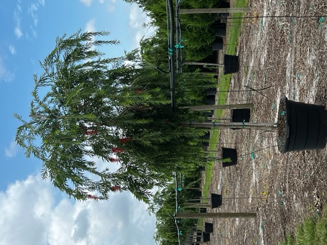callistemon-viminalis-weeping-bottlebrush