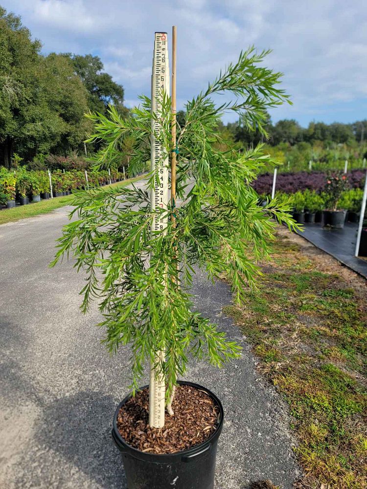 callistemon-viminalis-weeping-bottlebrush