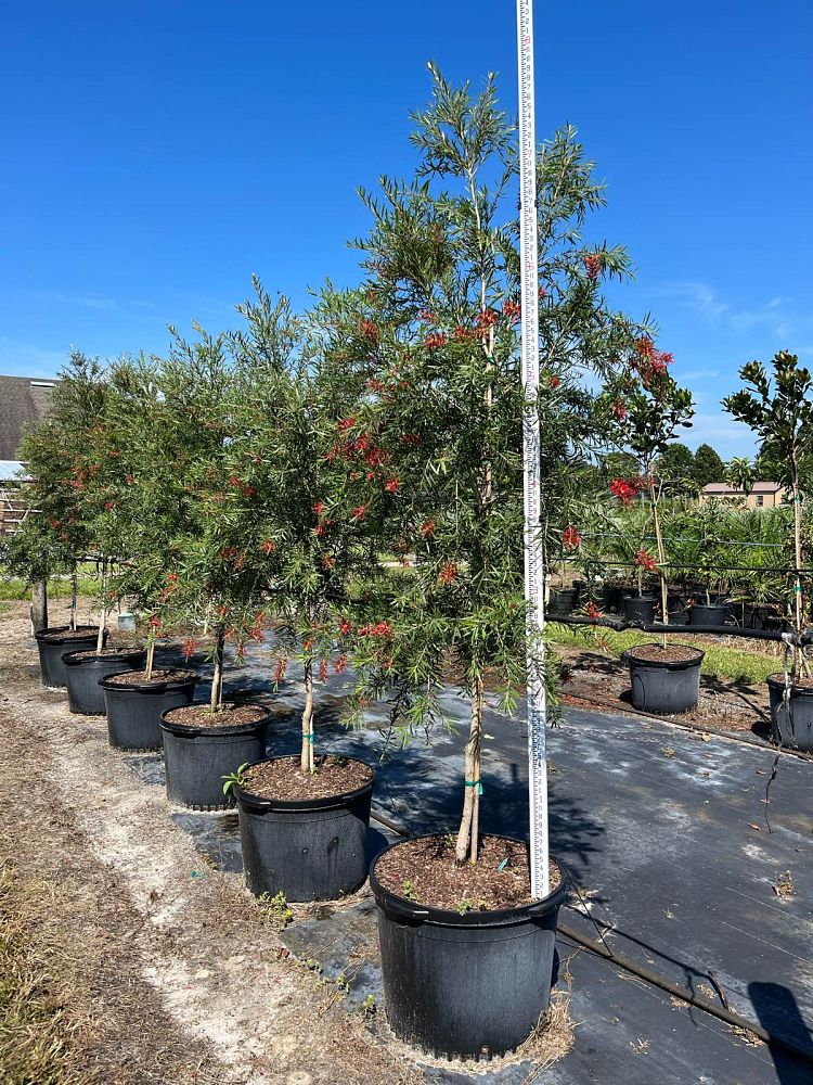 callistemon-viminalis-weeping-bottlebrush