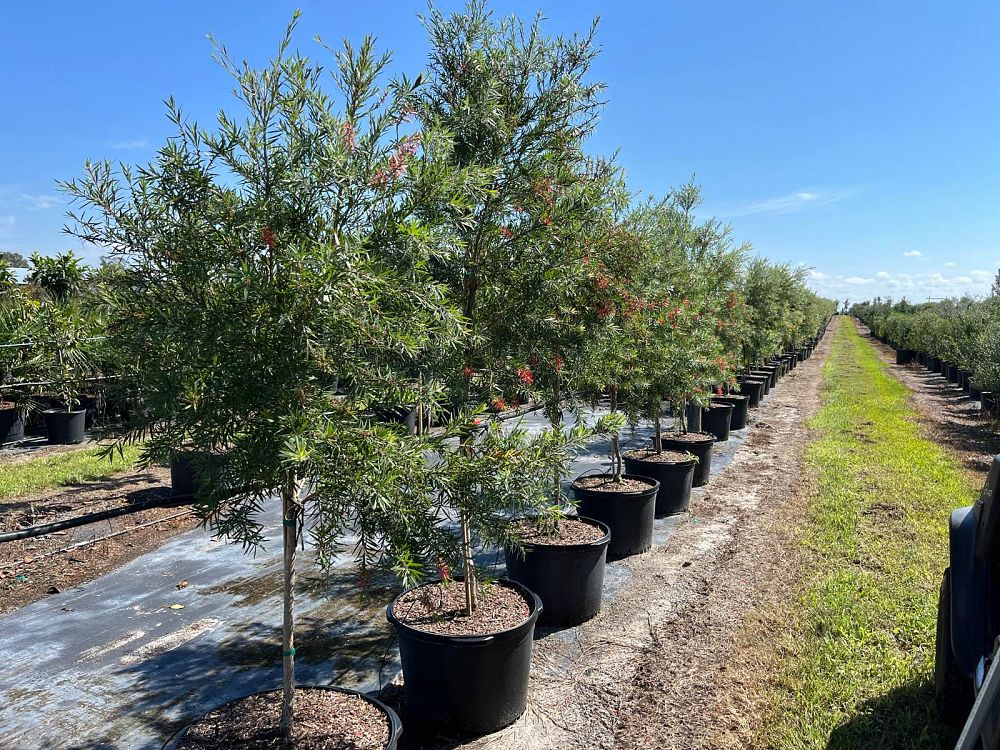 callistemon-viminalis-weeping-bottlebrush