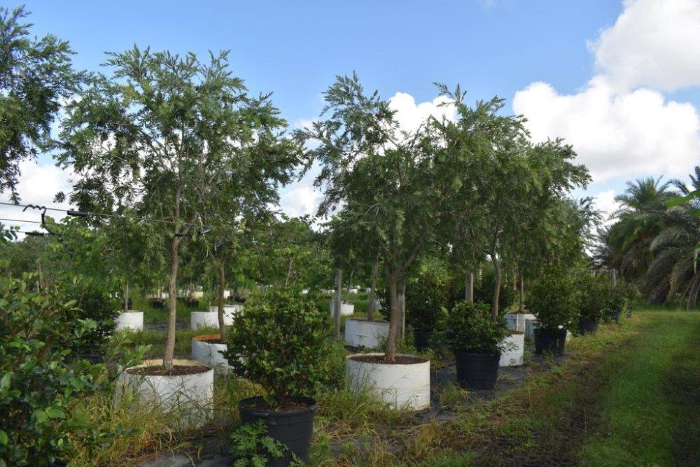 callistemon-viminalis-weeping-bottlebrush