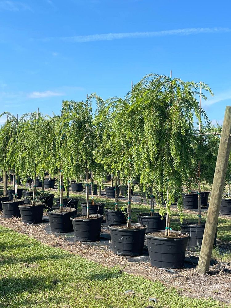 callistemon-viminalis-weeping-bottlebrush
