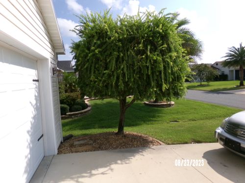 callistemon-viminalis-weeping-bottlebrush