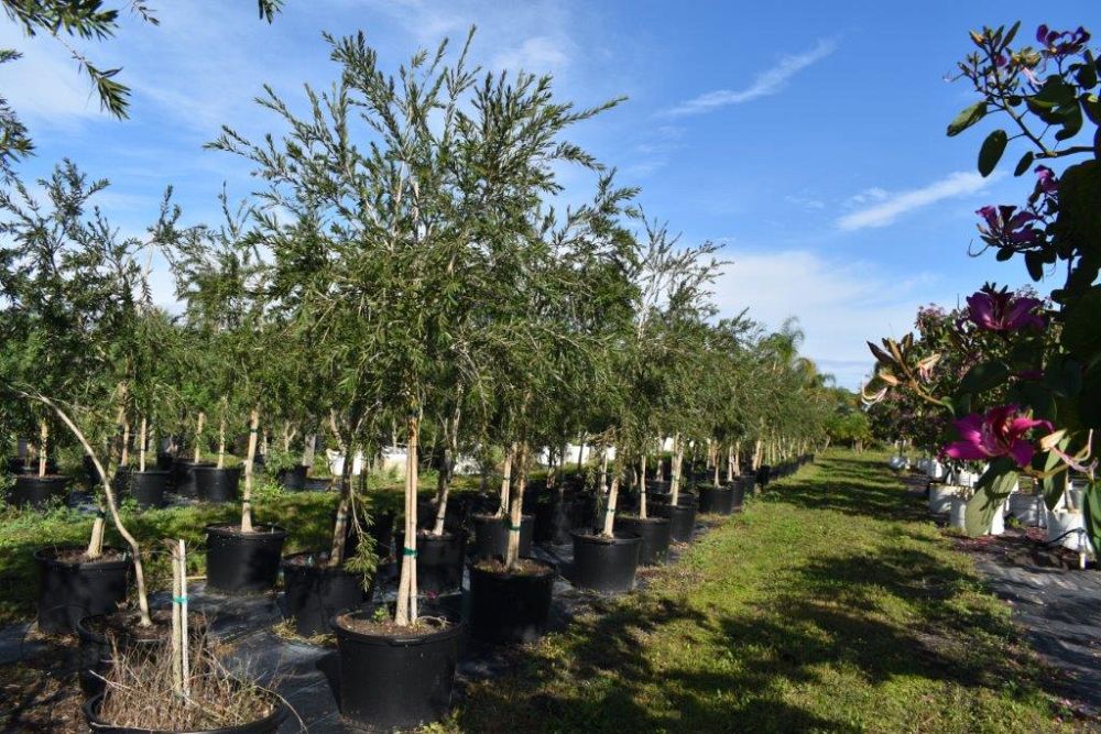 callistemon-viminalis-weeping-bottlebrush