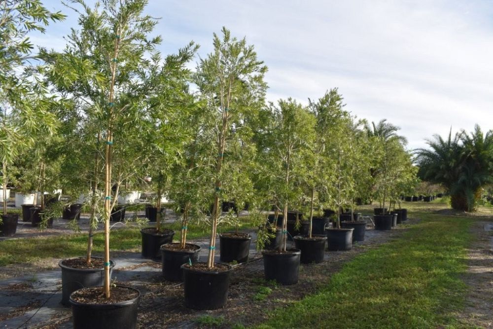 callistemon-viminalis-weeping-bottlebrush