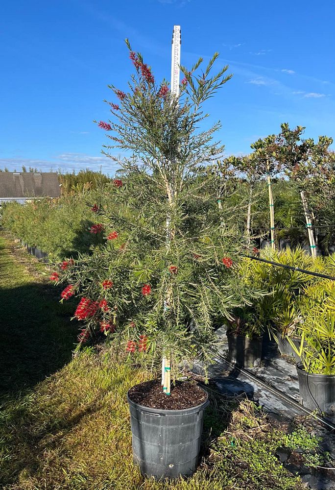 callistemon-viminalis-weeping-bottlebrush