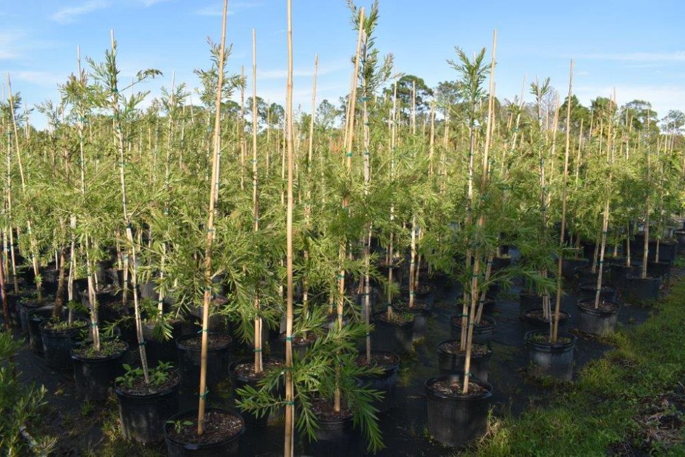 callistemon-viminalis-weeping-bottlebrush