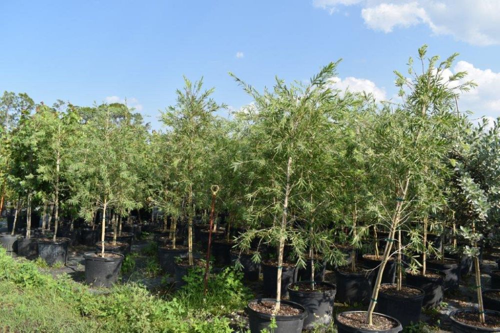 callistemon-viminalis-weeping-bottlebrush