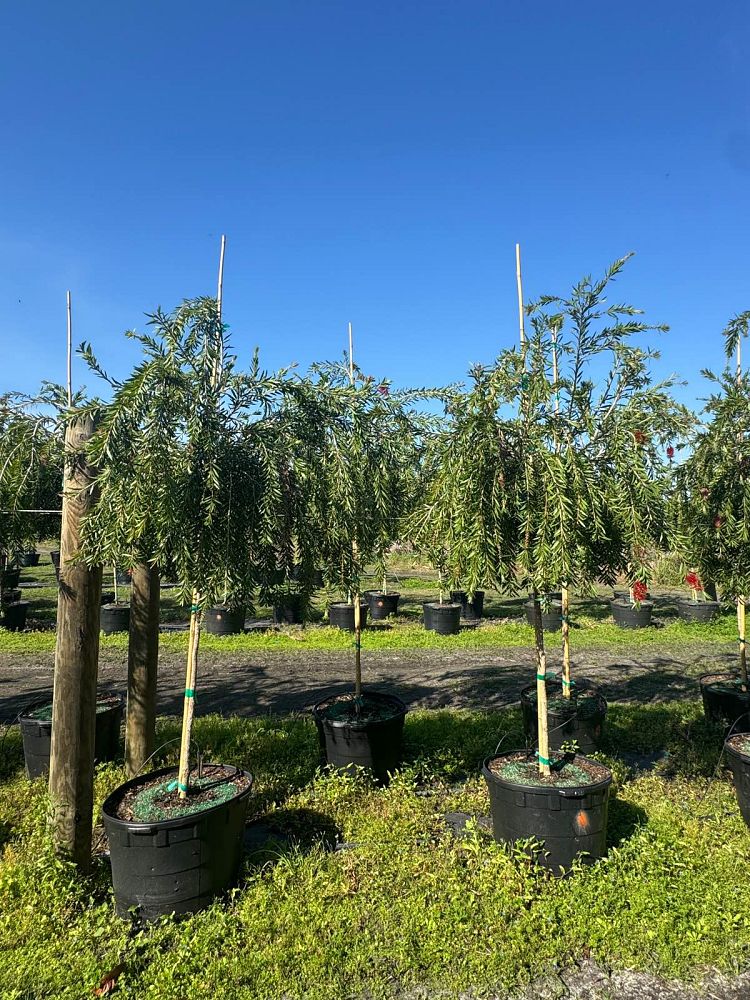 callistemon-viminalis-weeping-bottlebrush