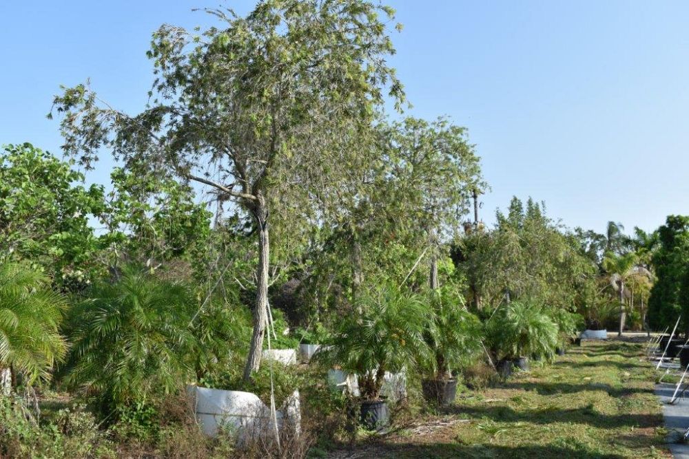 callistemon-viminalis-weeping-bottlebrush