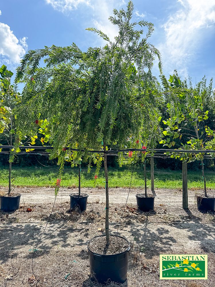 callistemon-viminalis-weeping-bottlebrush