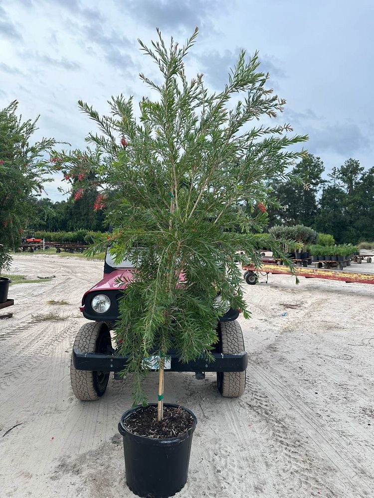 callistemon-viminalis-weeping-bottlebrush