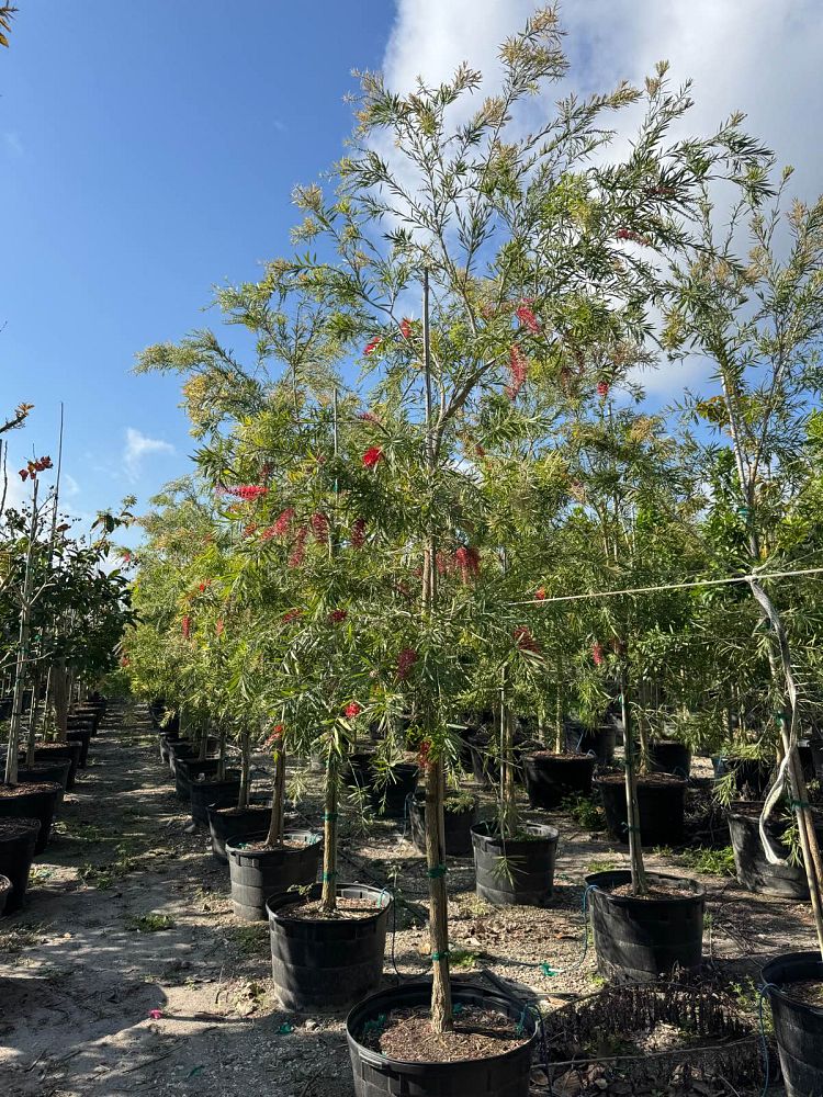 callistemon-viminalis-weeping-bottlebrush