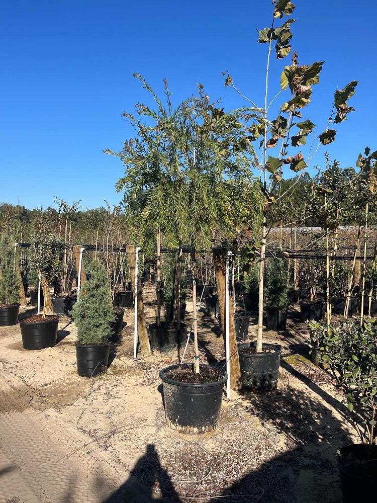 callistemon-viminalis-weeping-bottlebrush