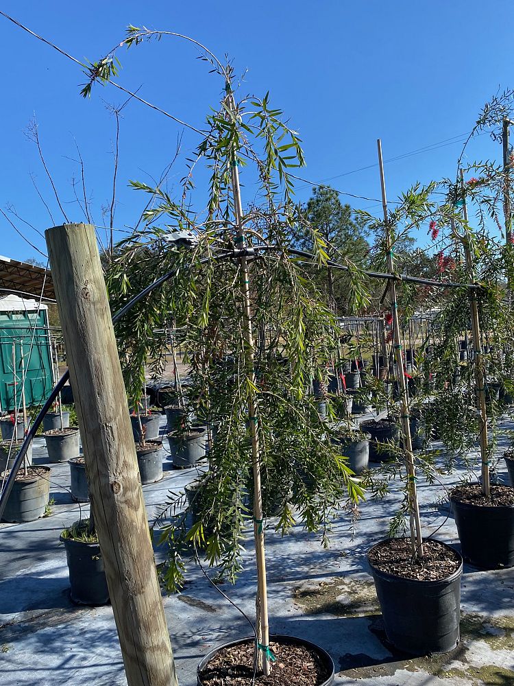 callistemon-viminalis-weeping-bottlebrush