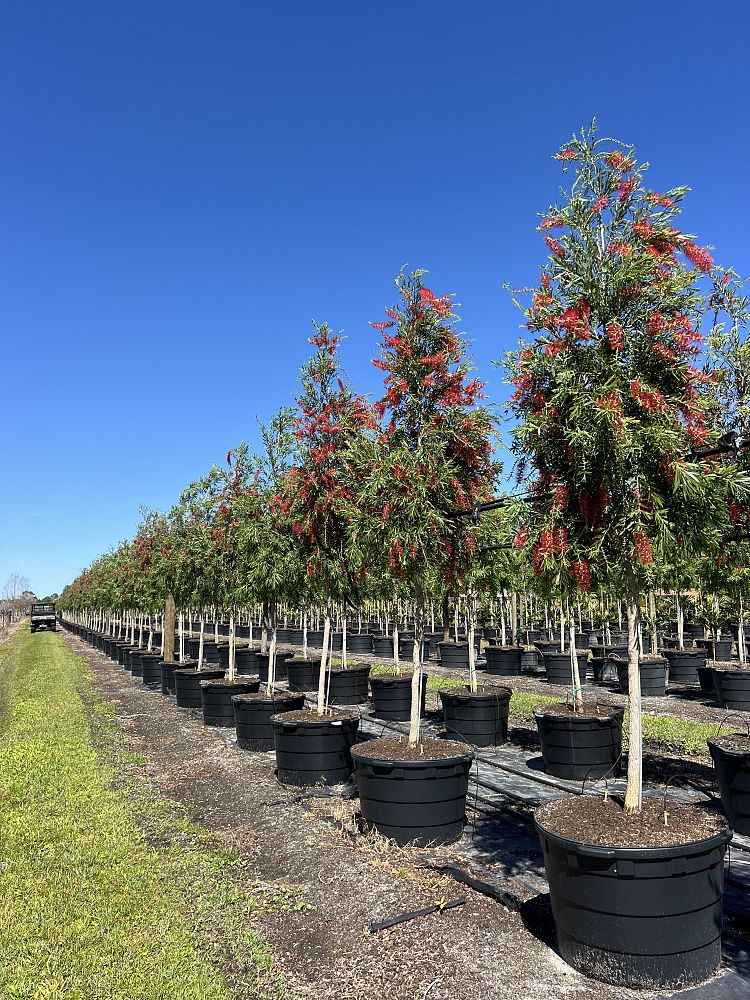 callistemon-viminalis-weeping-bottlebrush