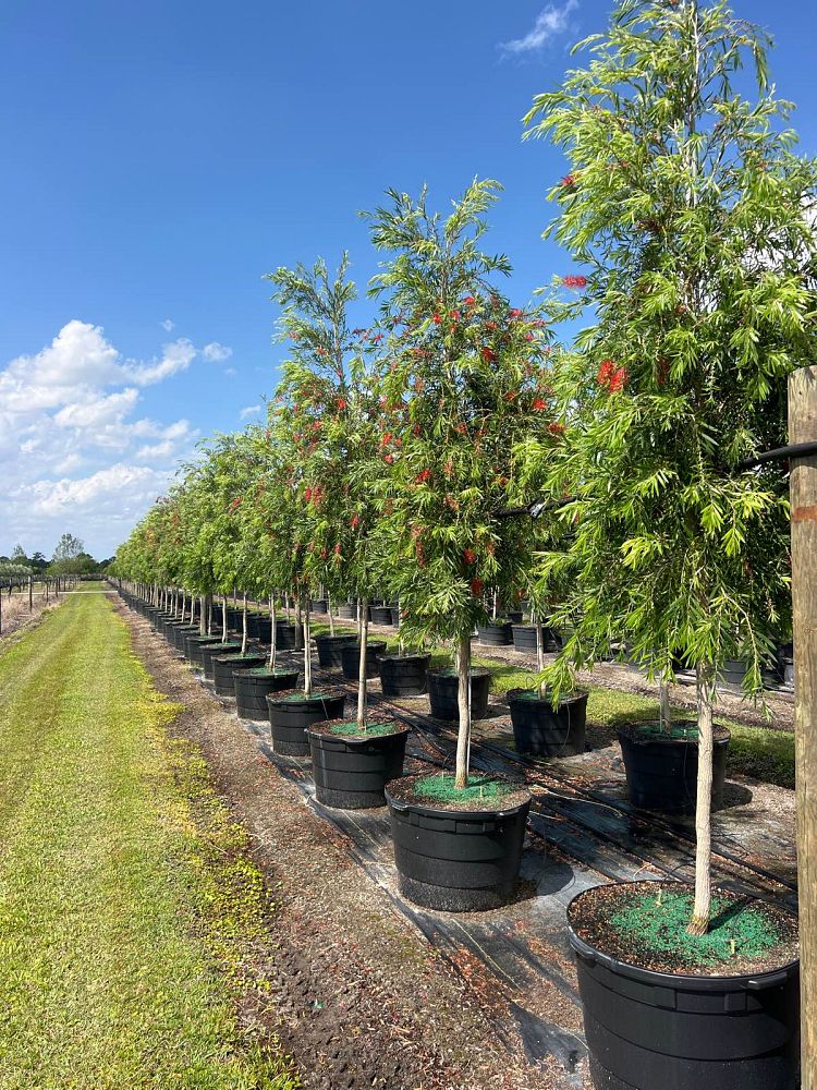 callistemon-viminalis-weeping-bottlebrush
