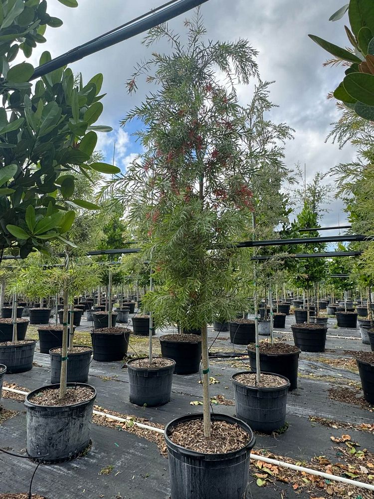 callistemon-viminalis-weeping-bottlebrush