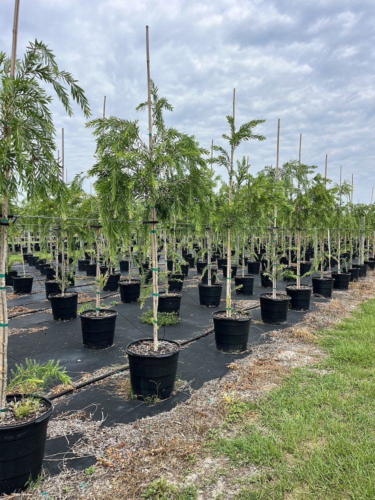 callistemon-viminalis-weeping-bottlebrush