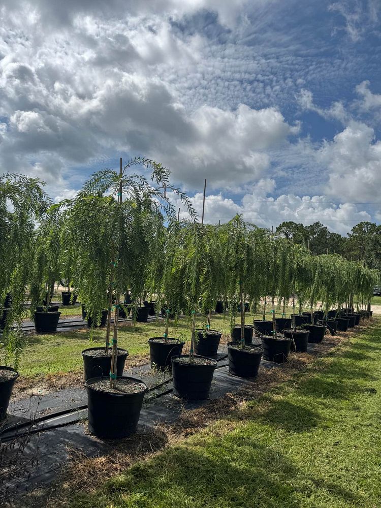 callistemon-viminalis-weeping-bottlebrush
