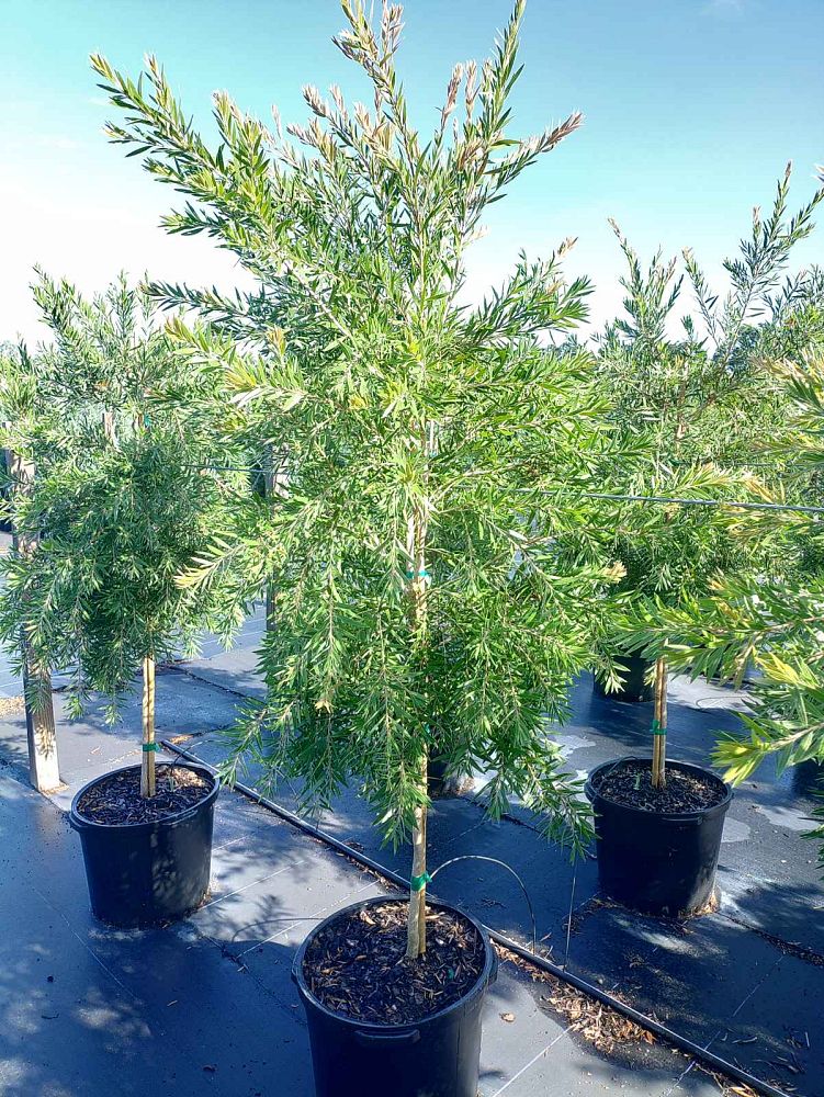 callistemon-viminalis-weeping-bottlebrush