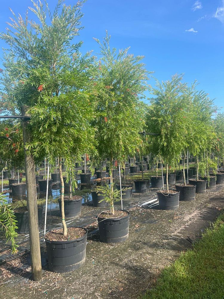callistemon-viminalis-weeping-bottlebrush