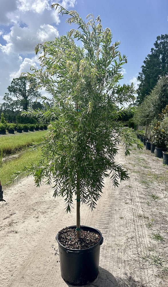 callistemon-viminalis-weeping-bottlebrush