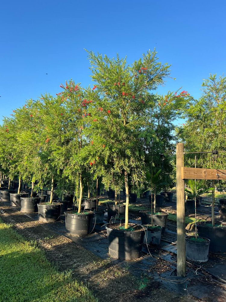 callistemon-viminalis-weeping-bottlebrush