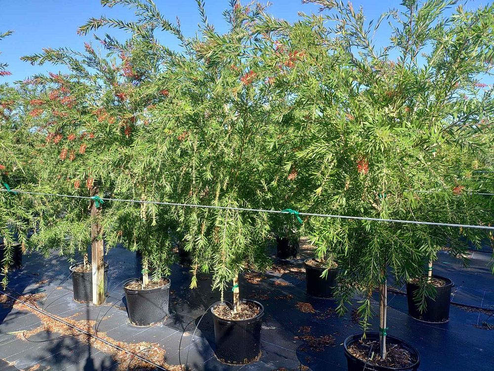 callistemon-viminalis-weeping-bottlebrush