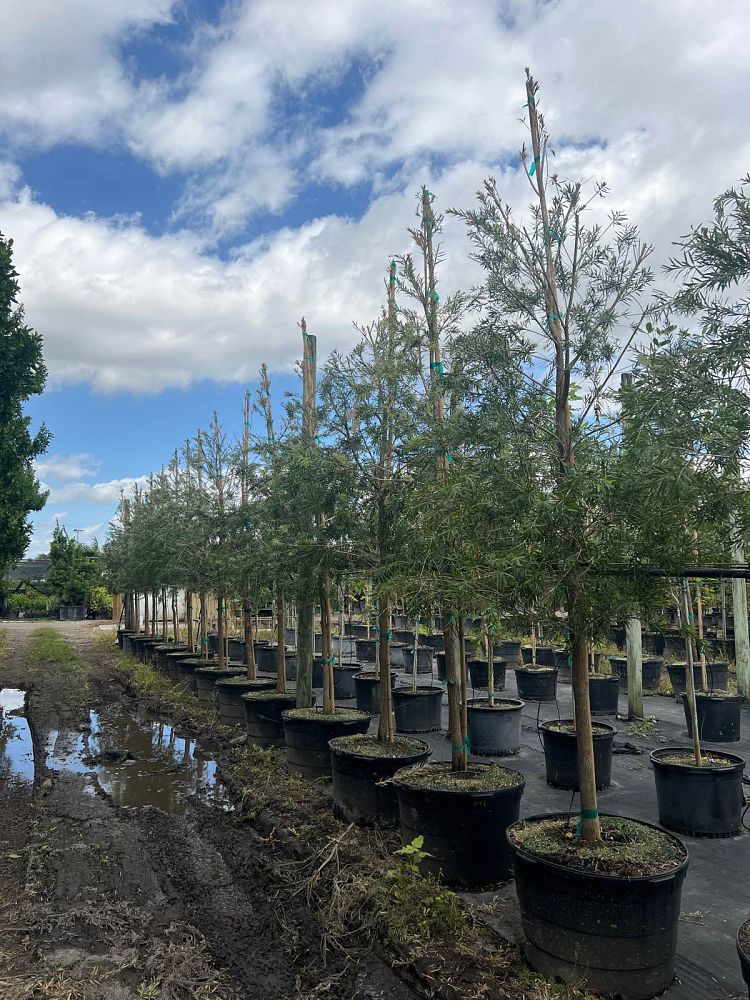 callistemon-viminalis-weeping-bottlebrush