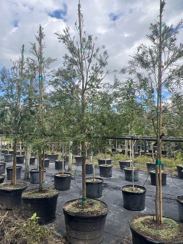 callistemon-viminalis-weeping-bottlebrush