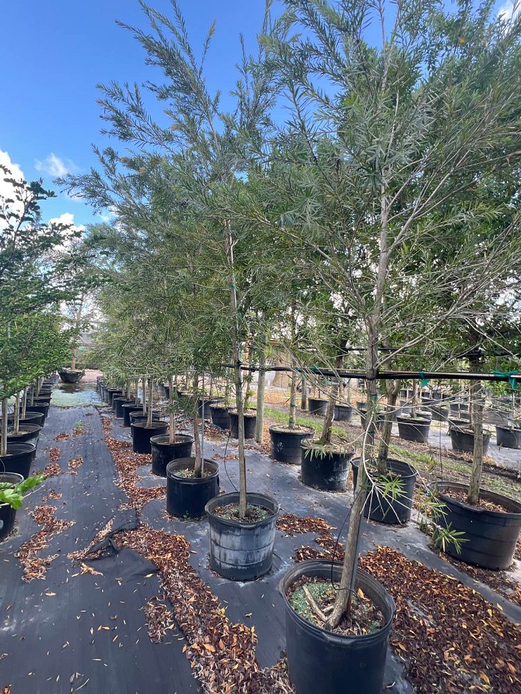 callistemon-viminalis-weeping-bottlebrush