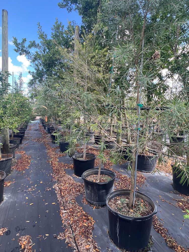 callistemon-viminalis-weeping-bottlebrush