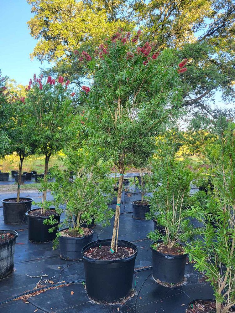 callistemon-woodlander-s-red-bottlebrush-tree