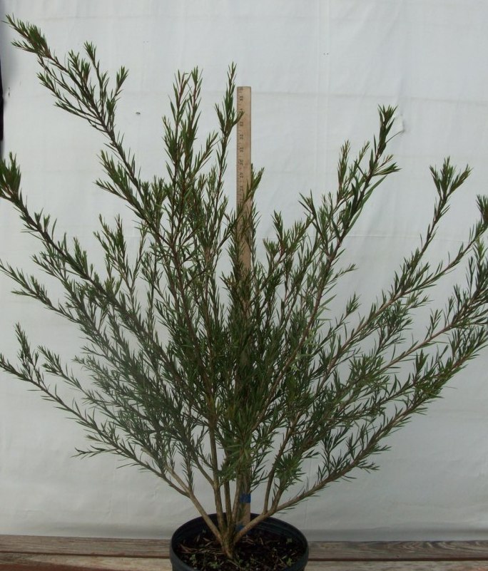 callistemon-woodlanders-hardy-bottlebrush-woodlanders-hardy