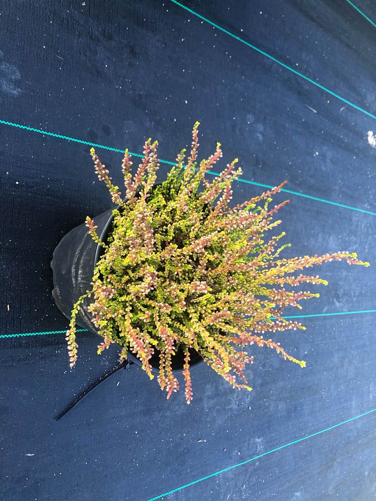 calluna-vulgaris-blazeaway-scotch-heather