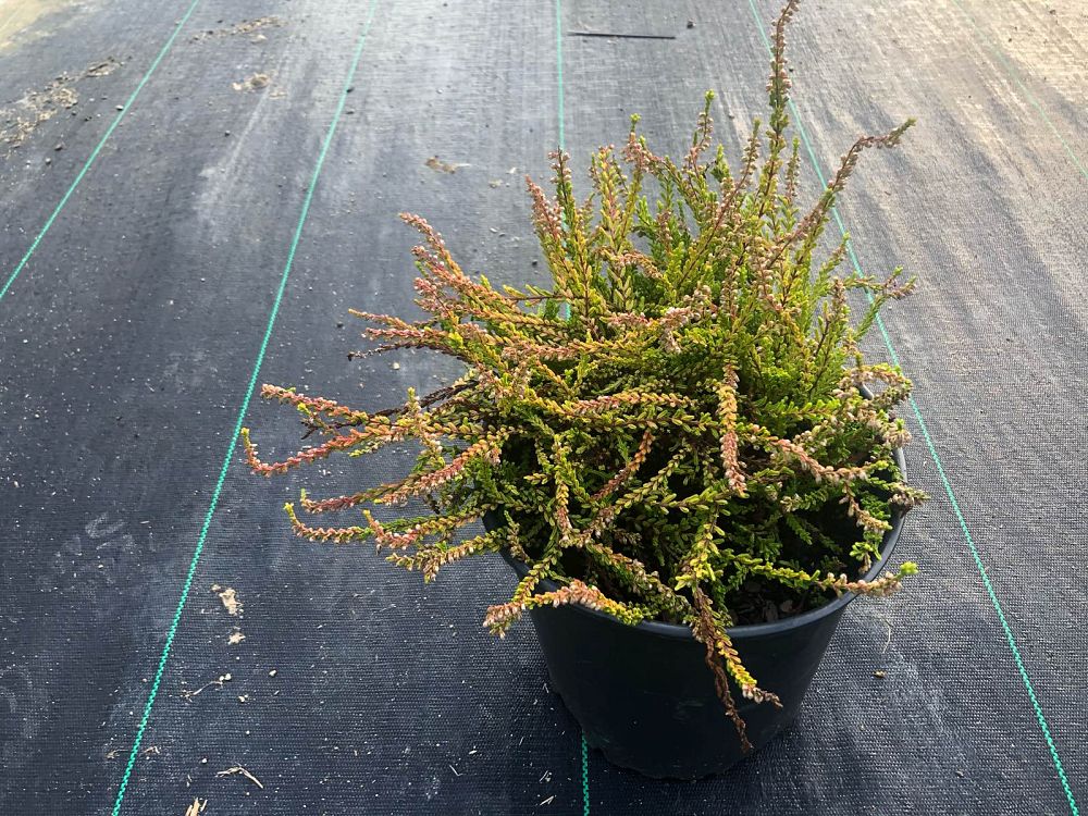 calluna-vulgaris-firefly-scotch-heather-scots-heather-ling