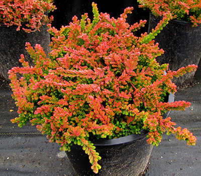 calluna-vulgaris-winter-chocolate-scotch-heather