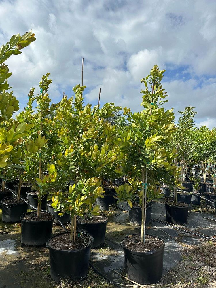 calophyllum-antillanum-alexandrian-laurel-antilles-calophyllum-calaba-tree-galba-mast-wood-santa-maria-beauty-leaf