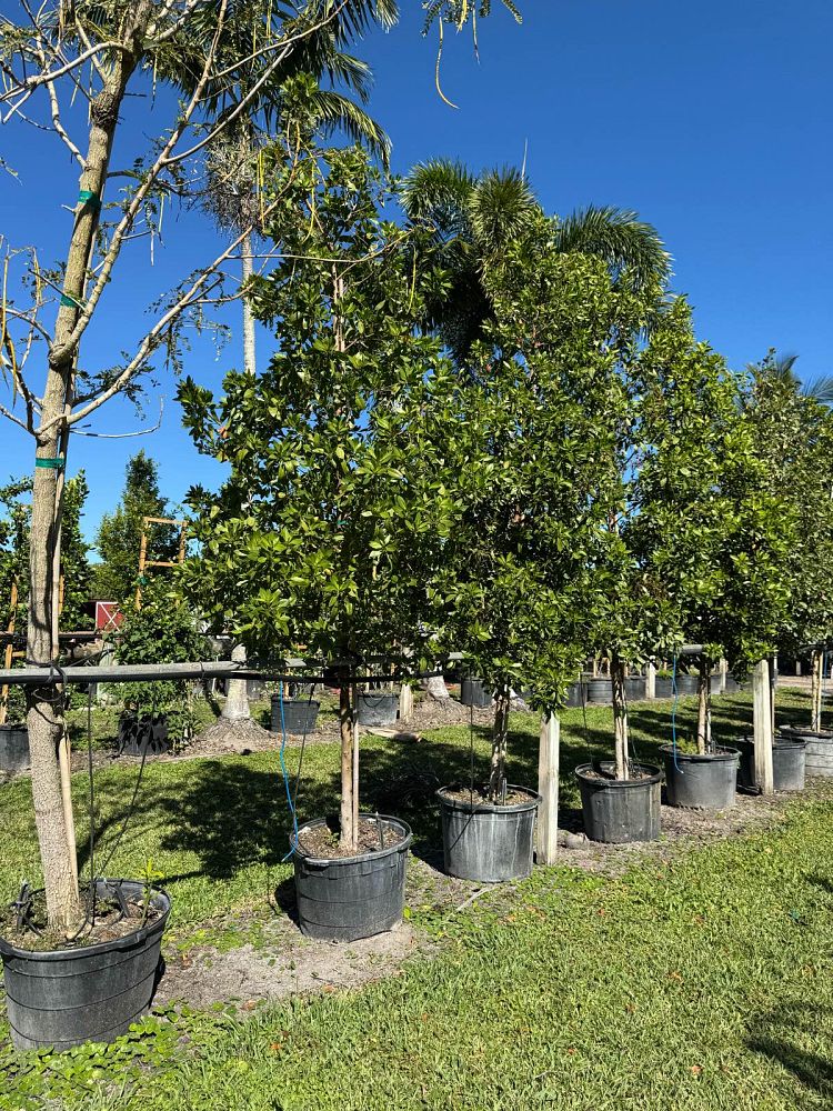 calophyllum-antillanum-alexandrian-laurel-antilles-calophyllum-calaba-tree-galba-mast-wood-santa-maria-beauty-leaf