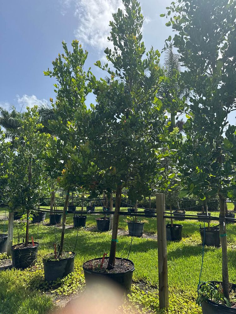 calophyllum-antillanum-alexandrian-laurel-antilles-calophyllum-calaba-tree-galba-mast-wood-santa-maria-beauty-leaf